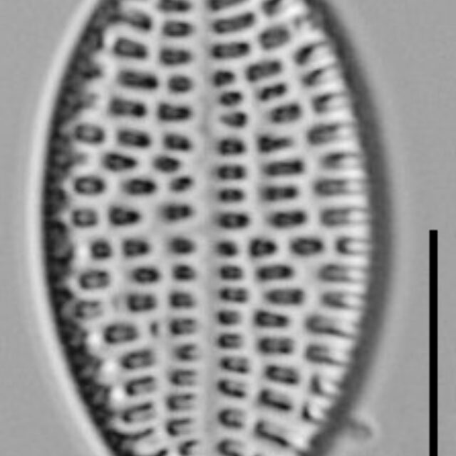 Cocconeis Cascadensis Lm11