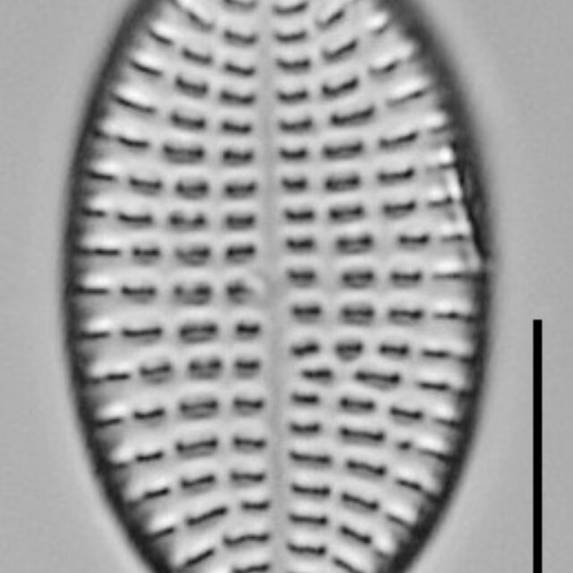 Cocconeis Cascadensis Lm12