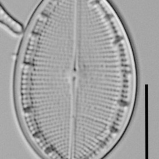 Cocconeis coreana LM1