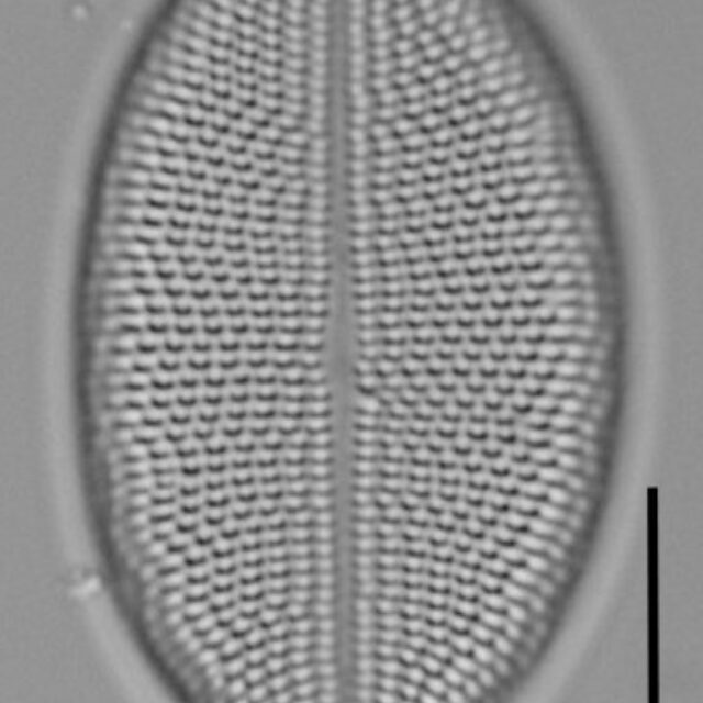 Cocconeis coreana LM16