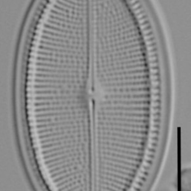 Cocconeis coreana LM2