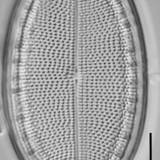 Cocconeis coreana LM3