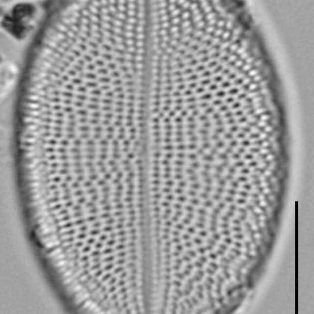 Cocconeis czarneckii LM1