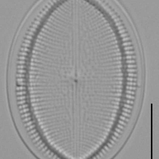 Cocconeis czarneckii LM5