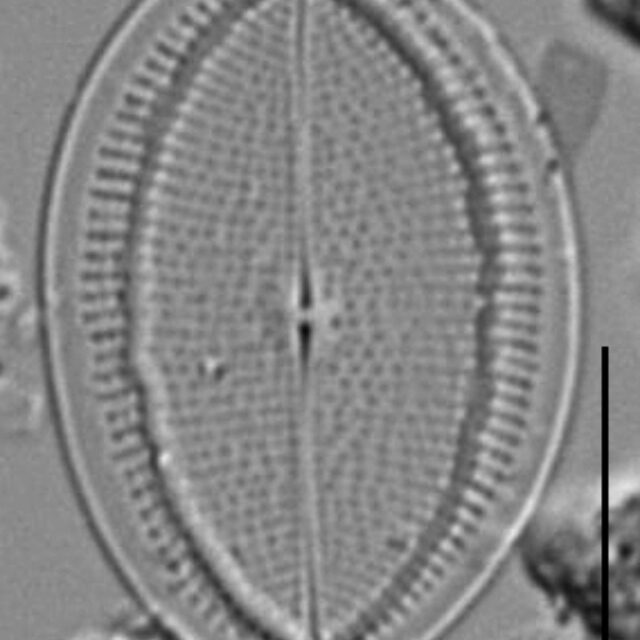 Cocconeis czarneckii LM6