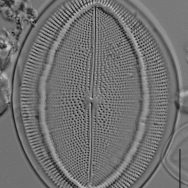 Cocconeis czarneckii LM4