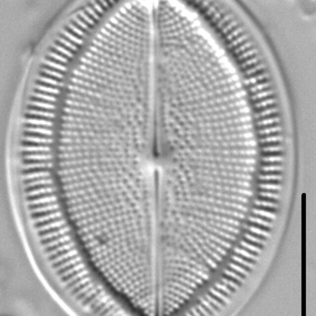 Cocconeis Grovei LM3