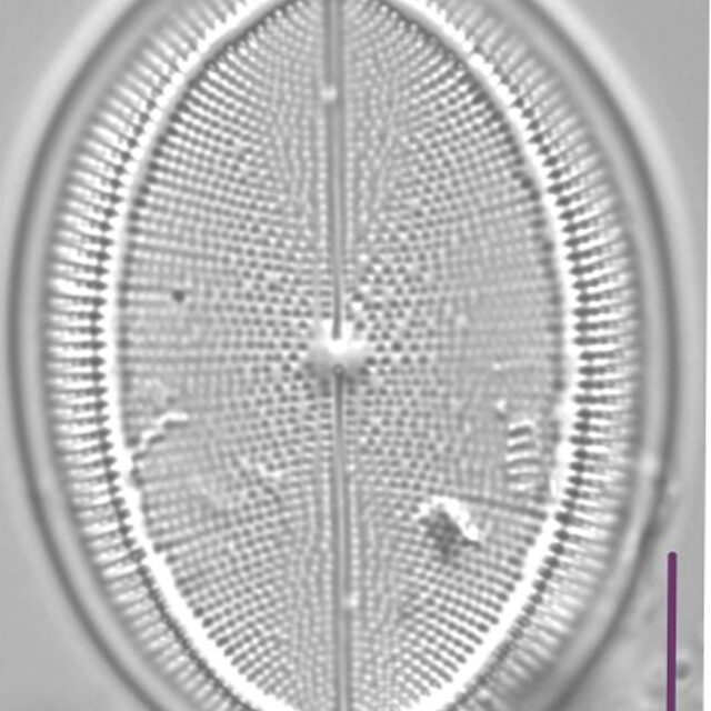 Cocconeis Grovei LM6