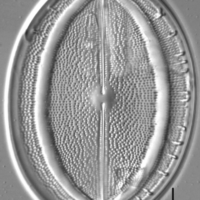 Cocconeis grovei LM6