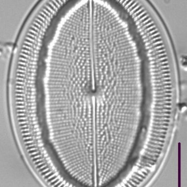 Cocconeis Grovei LM5