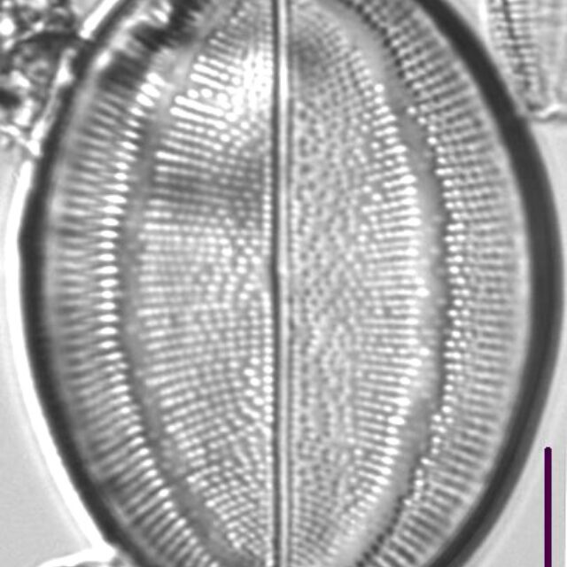 Cocconeis Grovei LM2