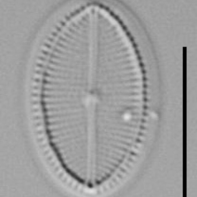 Cocconeis Neodiminuta Lm01