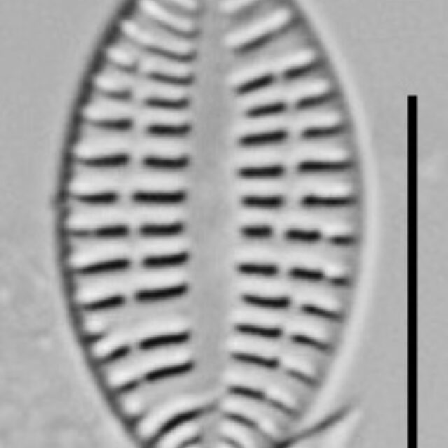 Cocconeis Neodiminuta Lm03