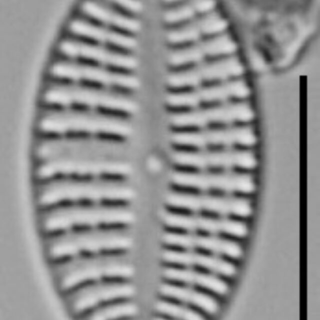 Cocconeis Neodiminuta Lm05