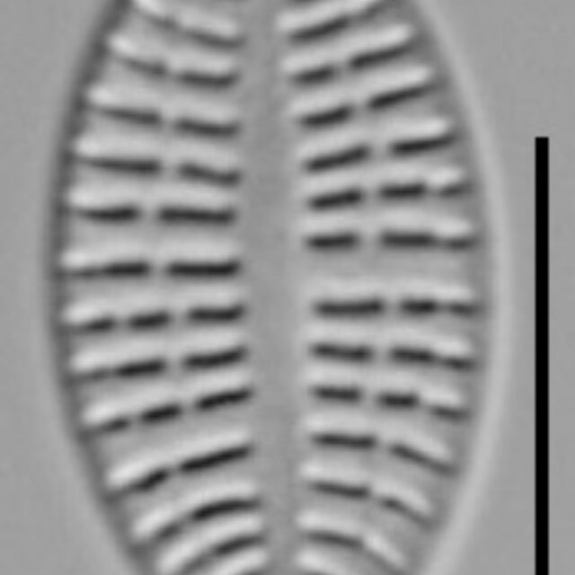 Cocconeis Neodiminuta Lm06