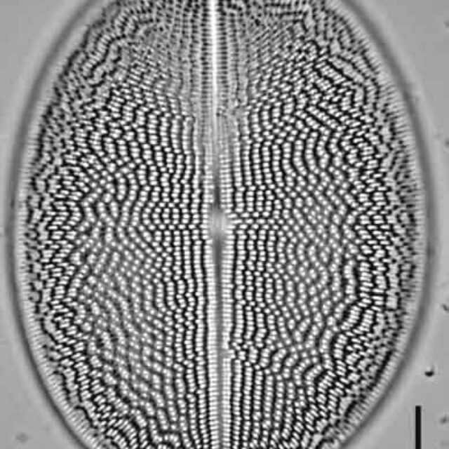 Cocconeis grovei LM5