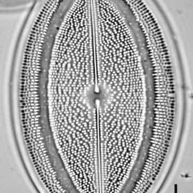 Cocconeis grovei LM1