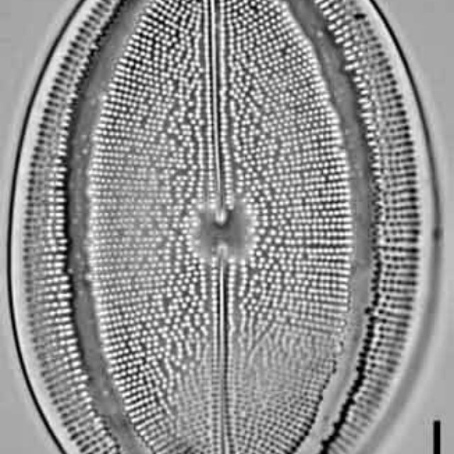 Cocconeis grovei LM2