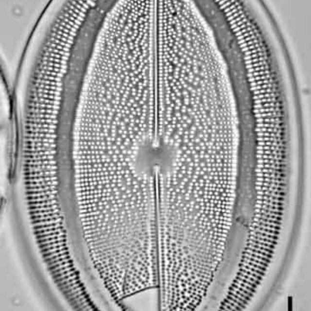 Cocconeis grovei LM4