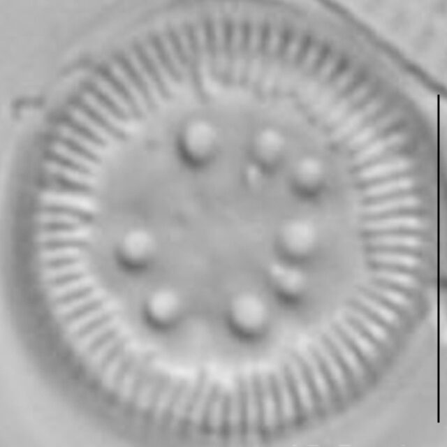 Cyclotella polymorpha LM1