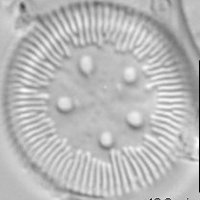 Cyclotella polymorpha LM6