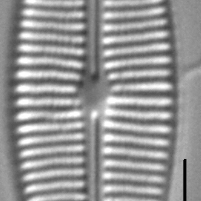 Craticula buderi LM5