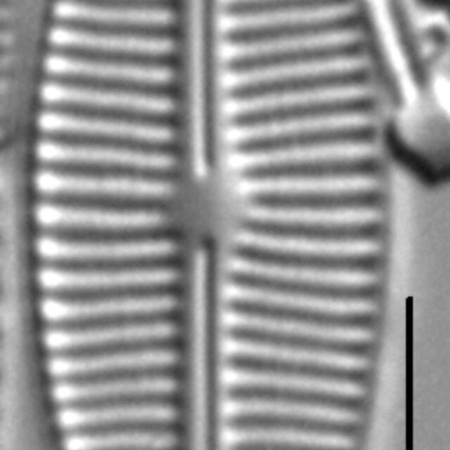 Craticula buderi LM6