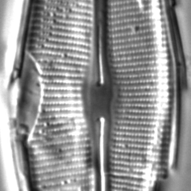 Craticula johnstoniae LM4