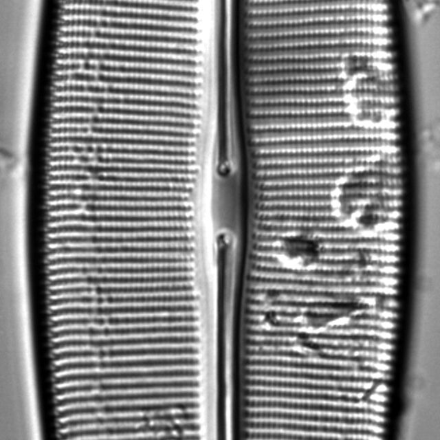 Craticula pampeana LM1