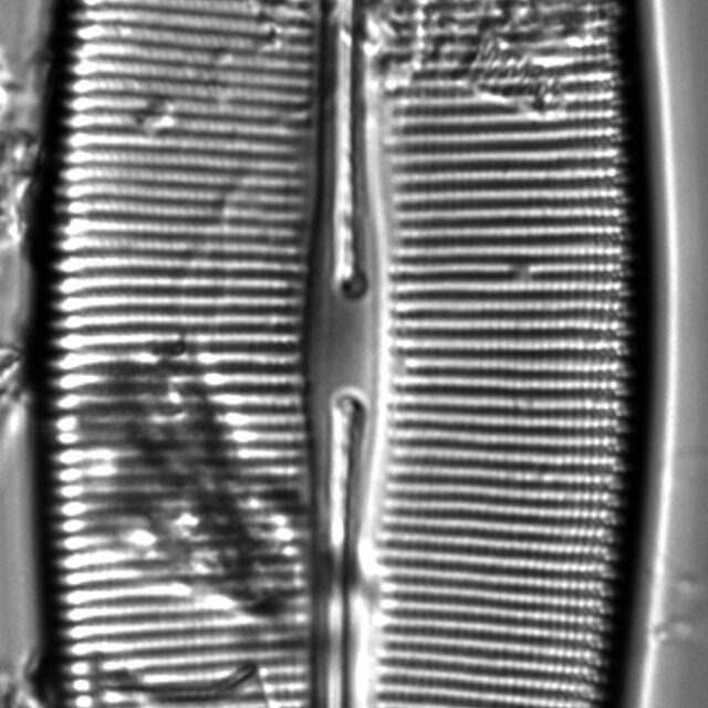 Craticula pampeana LM3