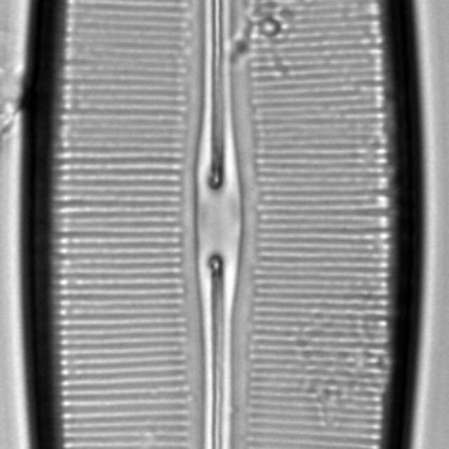 Craticula pampeana LM4