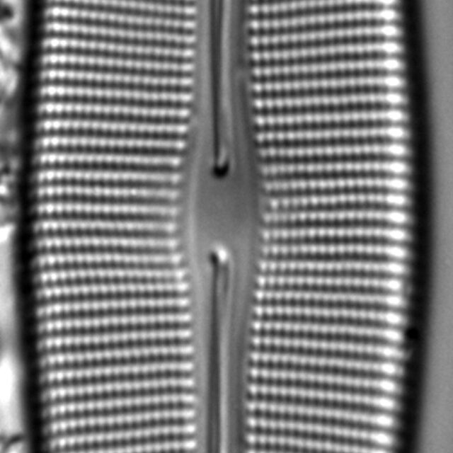 Craticula sardiniana LM3