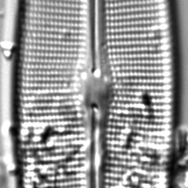 Craticula sardiniana LM5