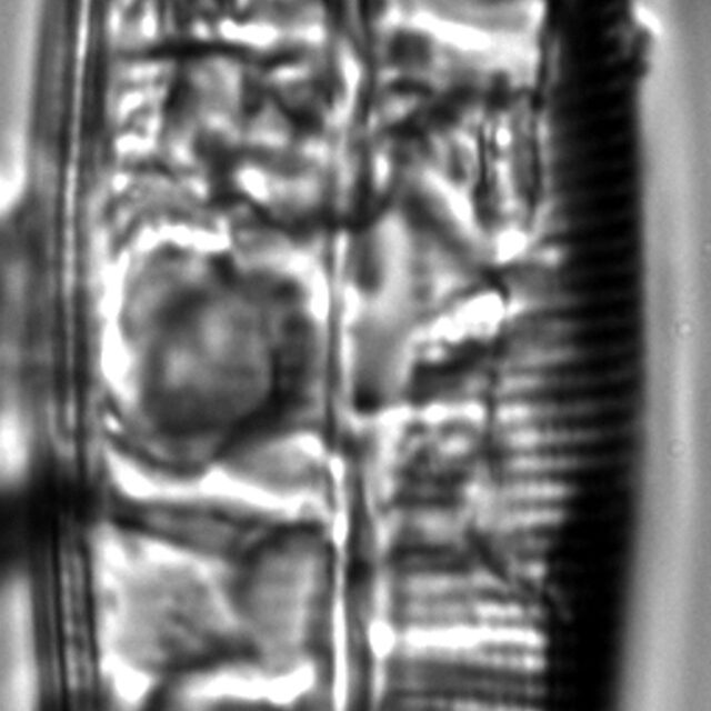 Craticula sardiniana LM6