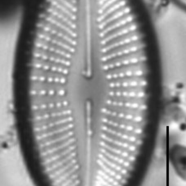 Cosmioneis reimeri LM2