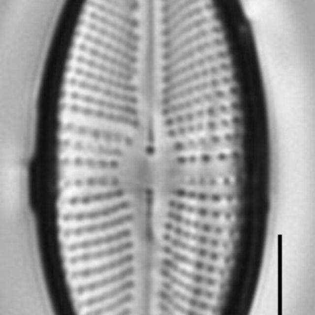 Cosmioneis reimeri LM3