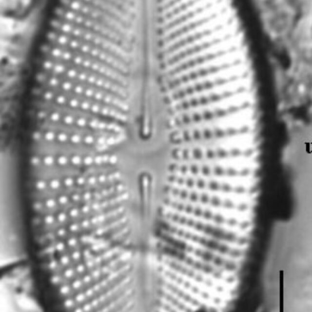 Cosmioneis reimeri LM4