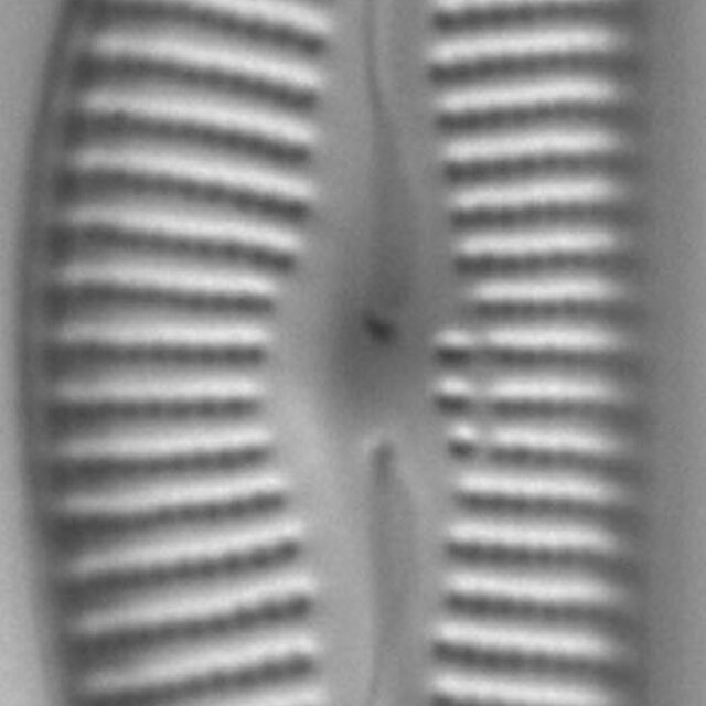 Cymbella Fontinalis 4923 5 Holotype