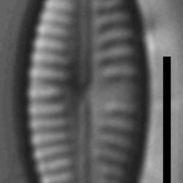 Cymbellafalsa diluviana LM 3