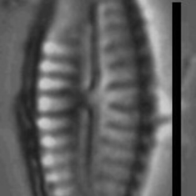 Cymbellafalsa diluviana LM 5