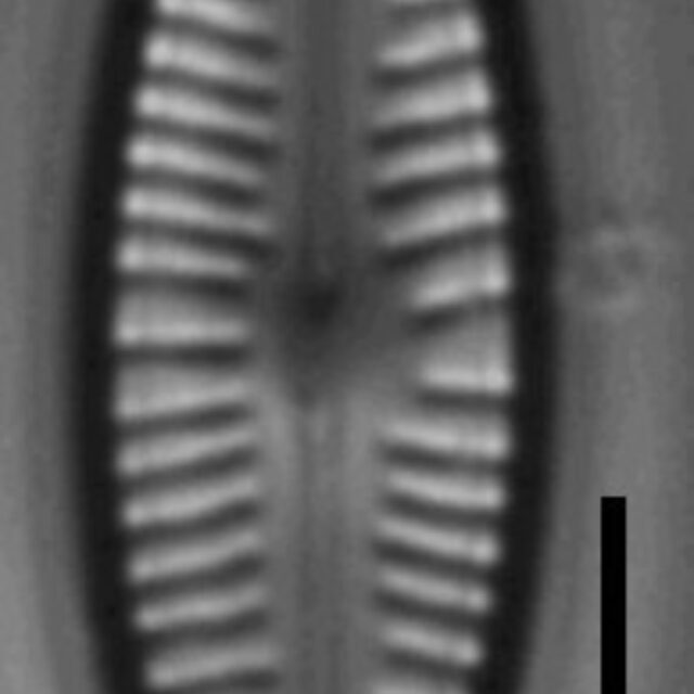 Cymbellafalsa diluviana LM 7