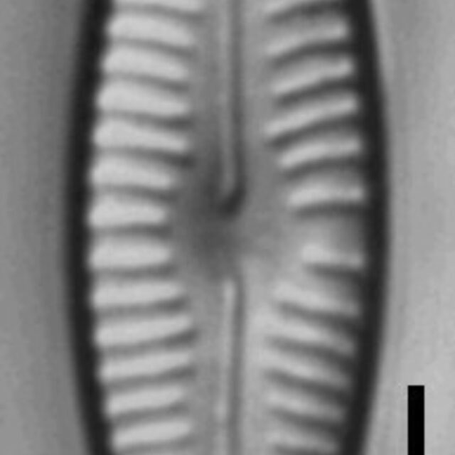 Cymbellafalsa diluviana LM1