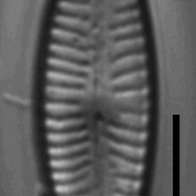 Cymbellafalsa diluviana LM2