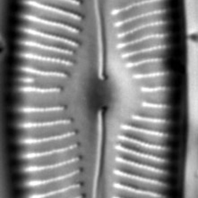 Cymberainierensis2