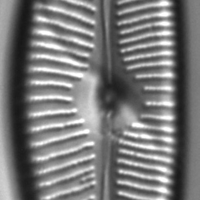 Cymbopleura rainierensis LM3