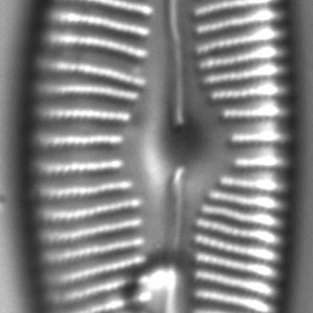 Cymbopleura rainierensis LM5