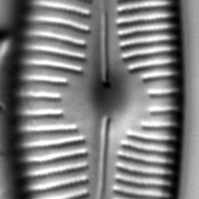 Cymbopleura rainierensis LM6