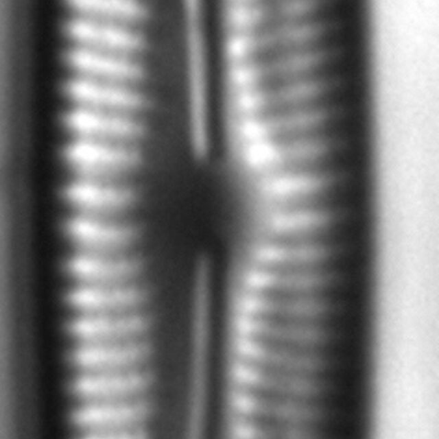 Cymbopleura inceriformis v laterostrata LM2