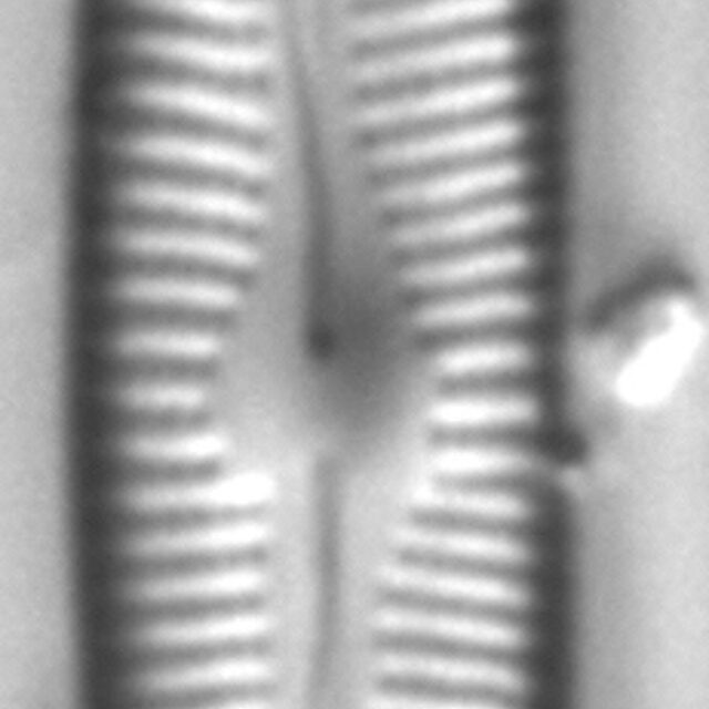 Cymbopleura inceriformis v laterostrata LM6