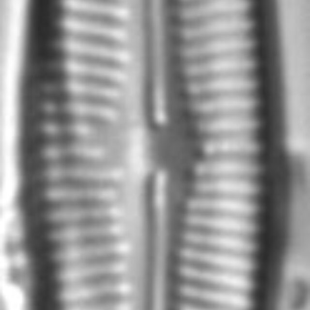 Cymbopleura angustata LM3